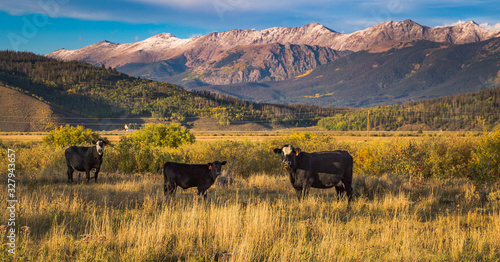 Wallpaper Mural cows in the mountains Torontodigital.ca