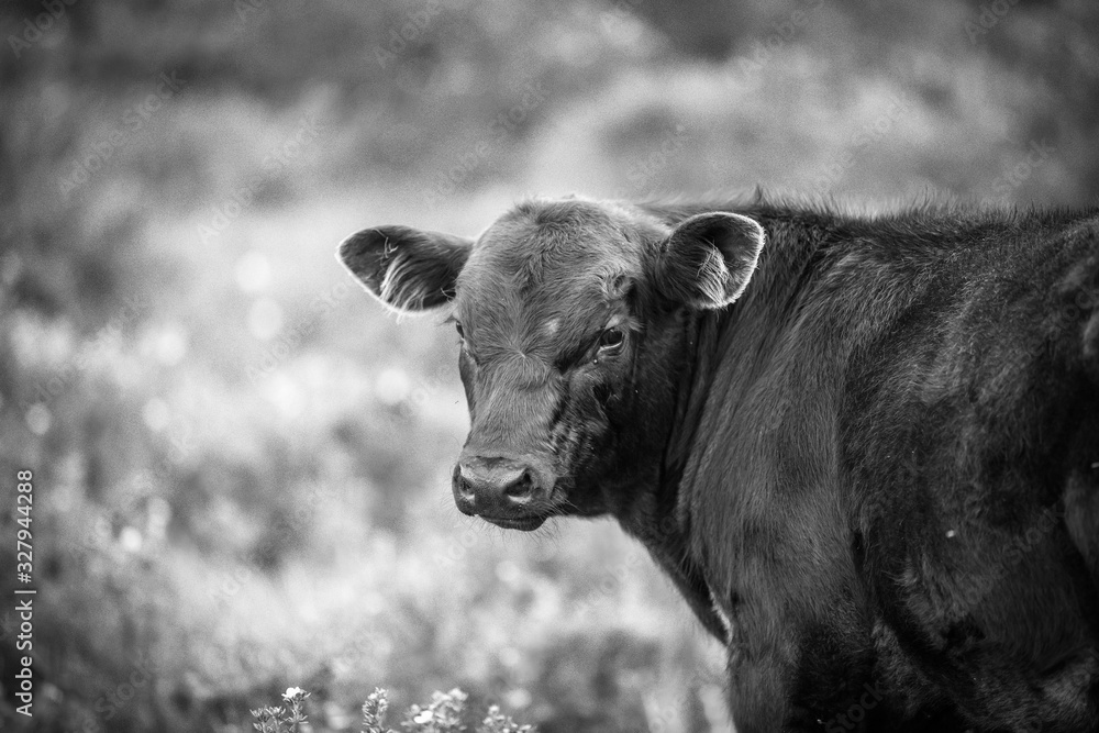 black and white cow black and white cow