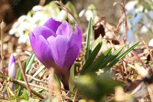 Frühling, die ersten Blüten im Frühling, Krokus-Blüte vor unscharfen Schneeglöckchen im Hintergrund