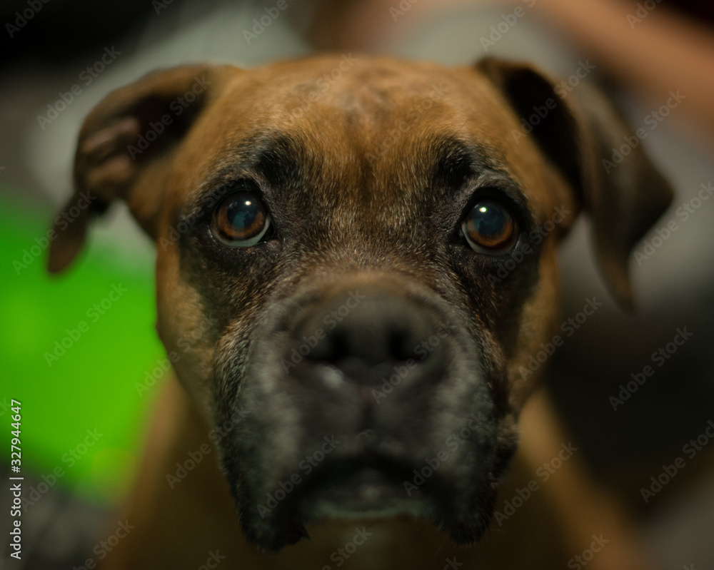 Close up of an old boxer dog