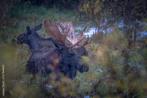 Moose laying down in the rain