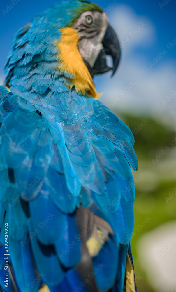 Obraz premium Close up of a Macaw Parrots, long-tailed colorful parrots