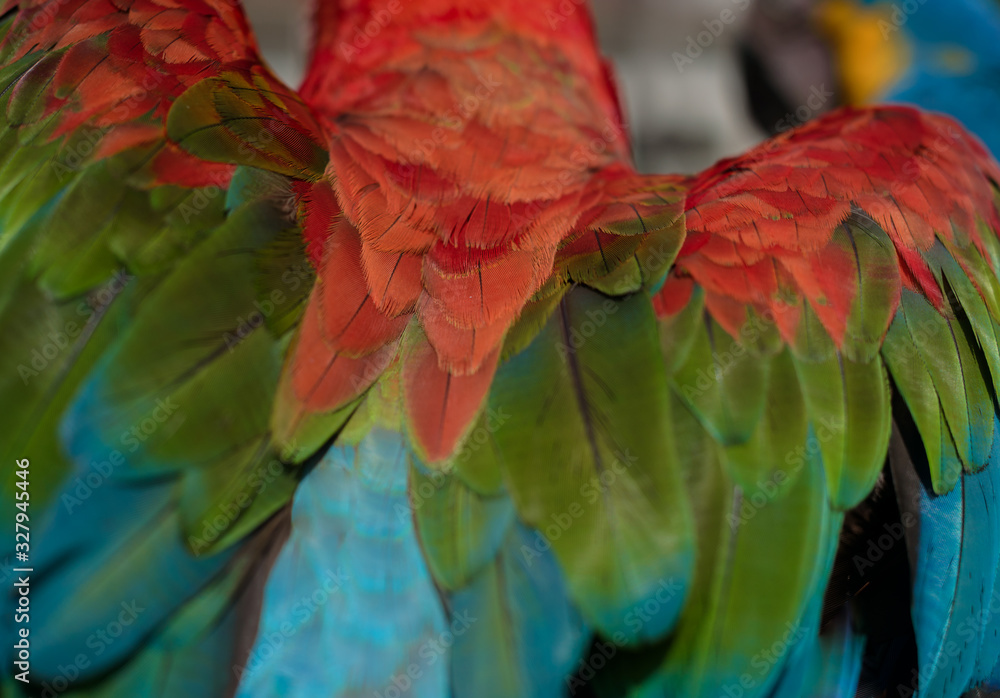 Obraz premium Macaw parrot bird feathers