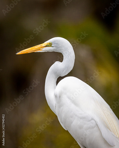 Wallpaper Mural great white egret Torontodigital.ca