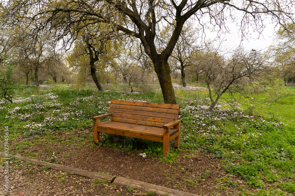 Typical Galilee landscape with blooming Typical Galilee landscape with blooming