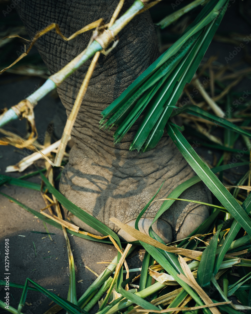 A male elephant foot with palm leafs around