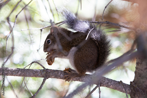Wallpaper Mural squirrel on tree Torontodigital.ca