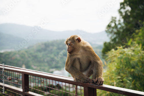 Cute monkey stands on banister in monkey mountain, Phuket © tavi004