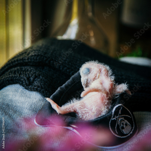 Timneh African Grey Parrot isolated on white photo