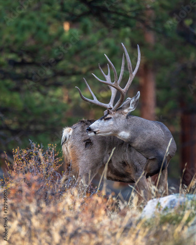 Wallpaper Mural Mule deer in the woods Torontodigital.ca