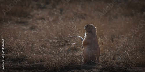 Wallpaper Mural black tailed prairie dog Torontodigital.ca