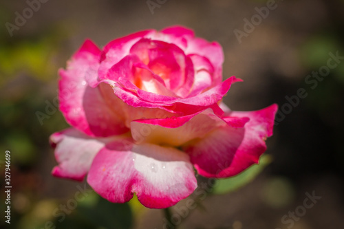 Wallpaper Mural pink rose flower Torontodigital.ca