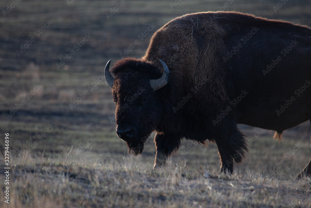 American bison in the field