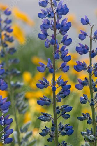 Wallpaper Mural blue and yellow flowers Torontodigital.ca