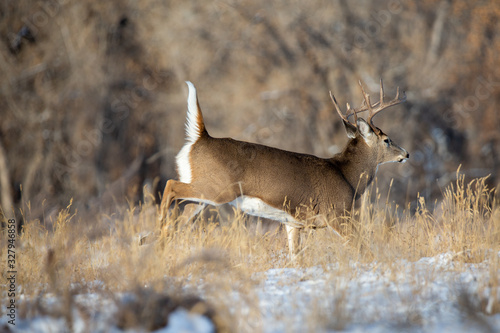 Wallpaper Mural Whitetail Deer Running Torontodigital.ca