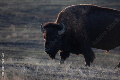 Wallpaper Mural American bison in the field Torontodigital.ca