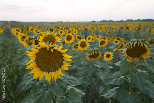 Wallpaper Mural sunflower field with sky Torontodigital.ca