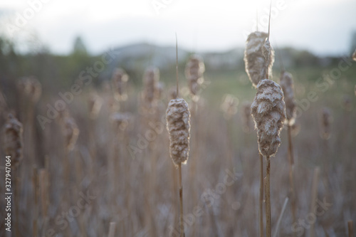 Wallpaper Mural reeds in the wind Torontodigital.ca