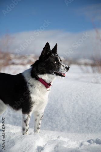 Wallpaper Mural dog in snow Torontodigital.ca