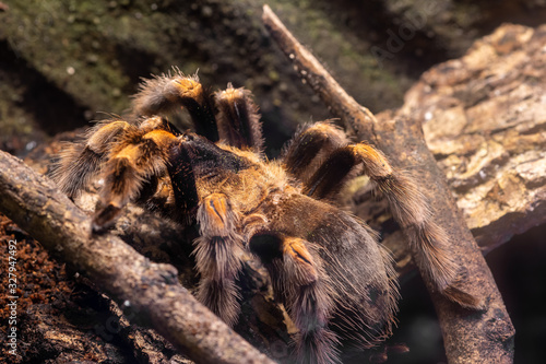 Mexican redknee tarantula (brachypelma hamorii) photo