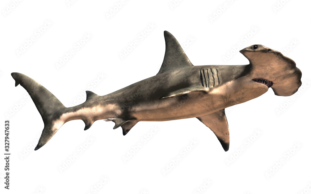 A hammerhead shark shown from a low angle, isolated on a white background. 3D rendering - obrazy, fototapety, plakaty 