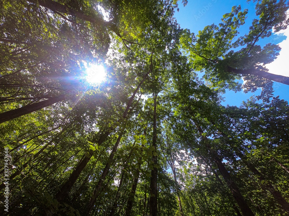 Fototapeta premium Looking up at trees
