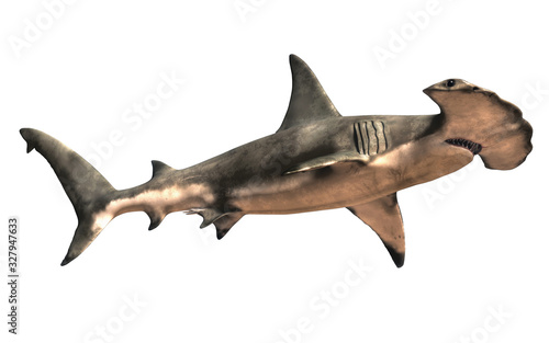 Tableau sur toile A hammerhead shark shown from a low angle, isolated on a white background