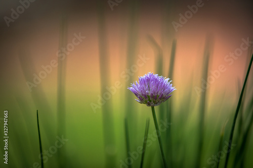 Wallpaper Mural flower in the morning Torontodigital.ca