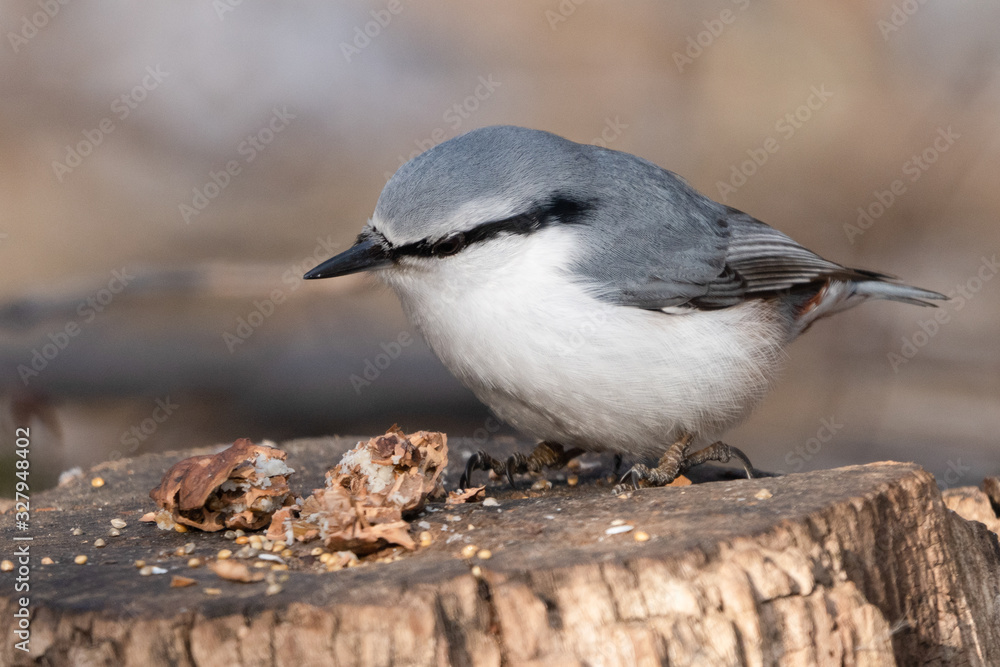 Obraz premium ゴジュウカラ