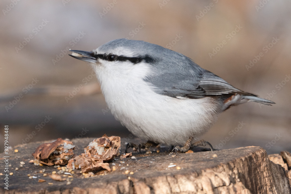 ゴジュウカラ ゴジュウカラ