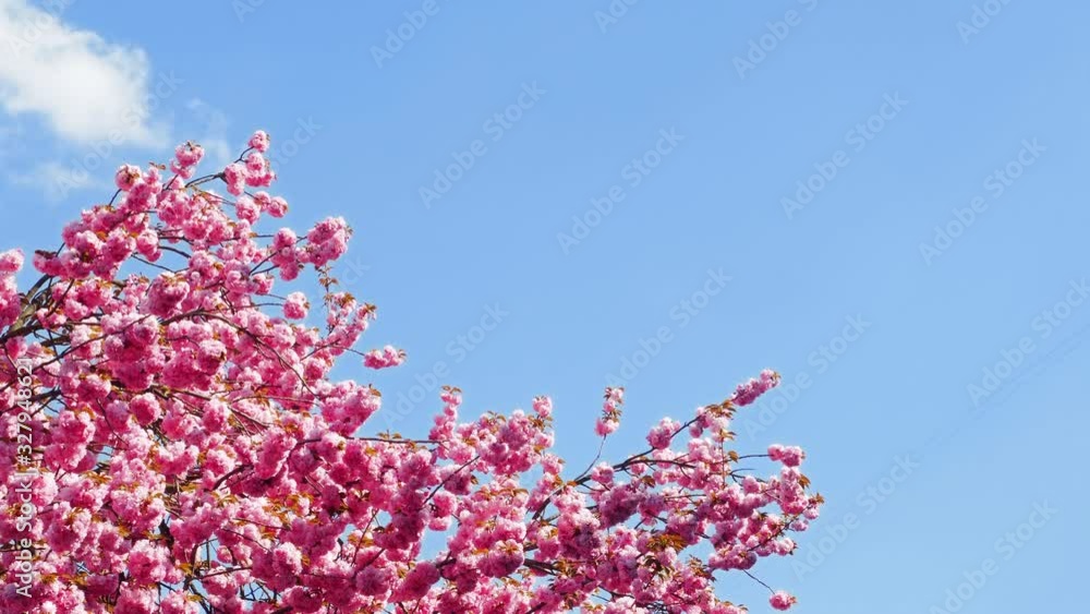 Pink flowers cherry blossom. Sakura tree branch in japanese garden. 4k UHD 2160p Pink flowers cherry blossom. Sakura tree branch in japanese garden. 4k UHD 2160p
