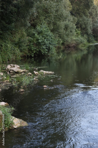 mountain river in the forest