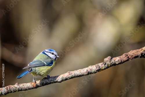 Close up of a Blue Tit perched on a branch against a diffuse background photo