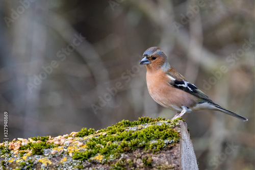 Close up of a Common Chaffinch  perched on a branch against a diffuse background photo