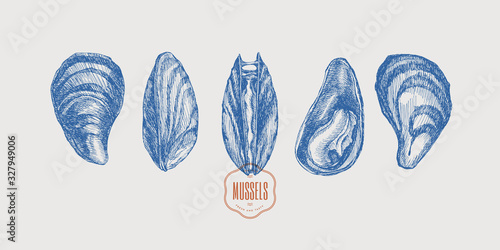 Seafood. Set of hand-drawn mussels from different foreshortening vector illustration. Seashells in engraving style on a light background. The menu design element of a fish restaurant, market or store.