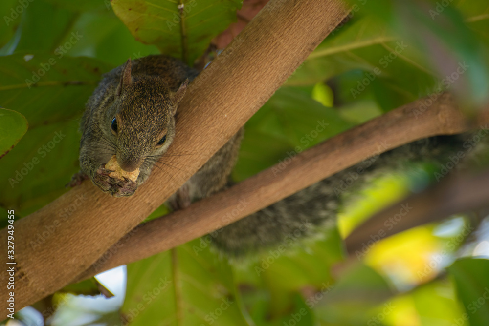 Close up of a squirrel on a tree