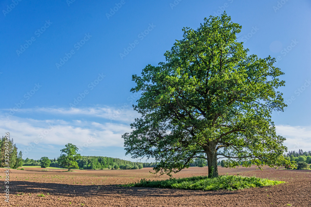 Beautiful green nature landscape of Europe Beautiful green nature landscape of Europe