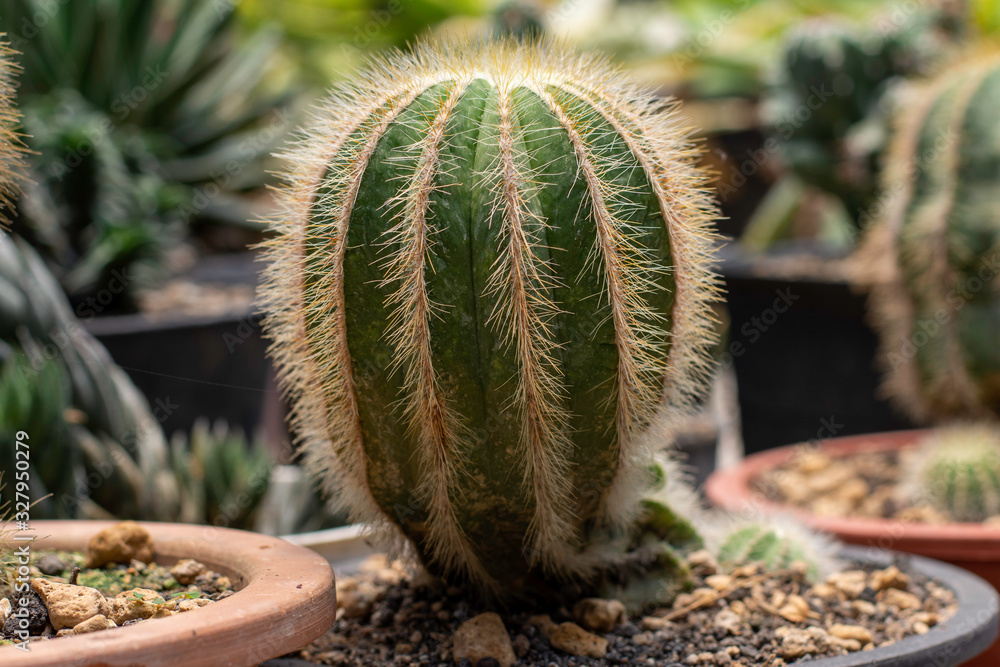 Collection of various cactus and succulent plants in different pots. Potted cactus house plants on white shelf. Collection of various cactus and succulent plants in different pots. Potted cactus house plants on white shelf.