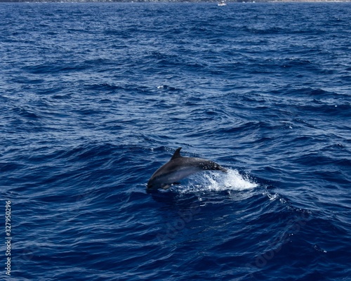 dolphin in blue water