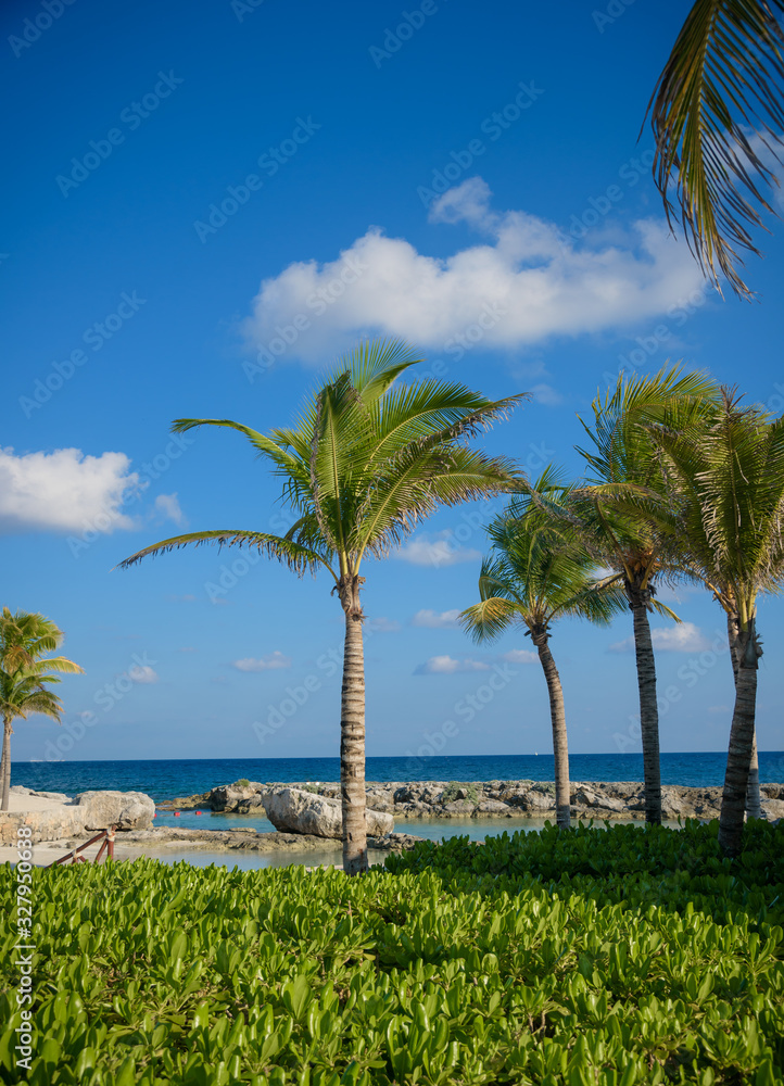 Palm trees with blue sky and white clouds background