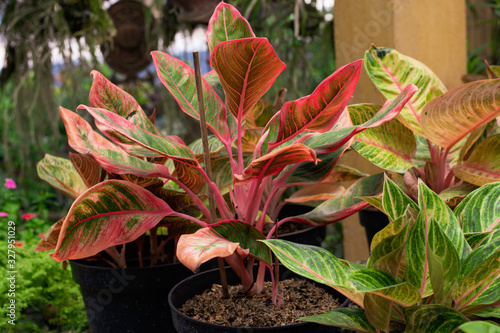 Aglaonema modestum in pot. photo