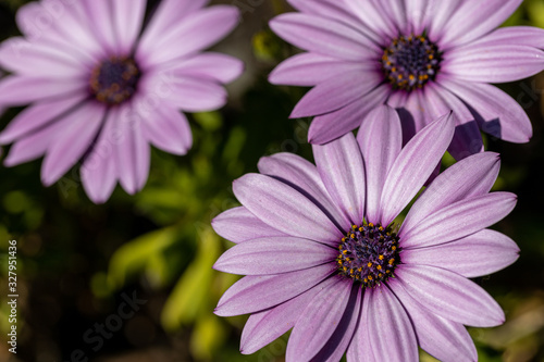 Closeup of purple flowers with purple pollen