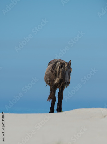 Young Wild Horses of Sable Island on Beach