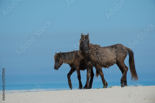 Young Wild Horses of Sable Island on Beach photo