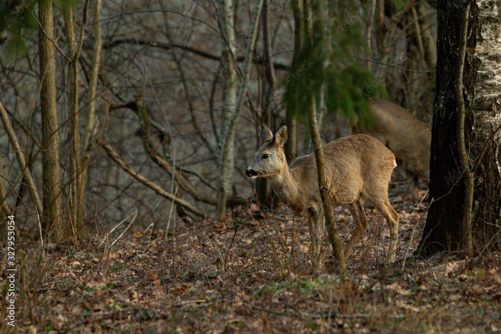 Roe deer in the autumn forest