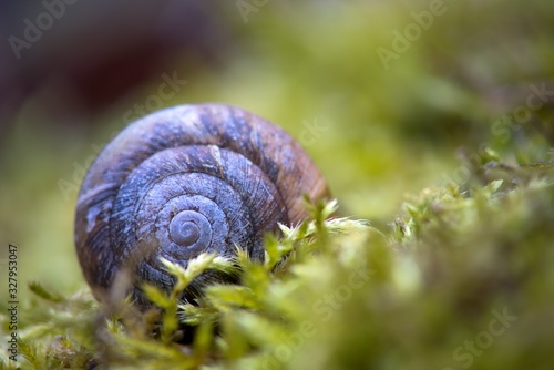 Snail shell on green forest moss natural background.