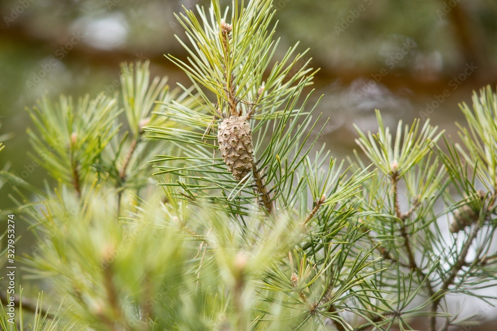 Pine cone, pine green twig with needle.