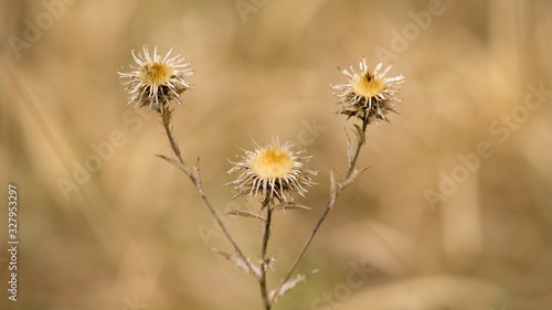 Dry flower after winter thistle in spring. © venars.original