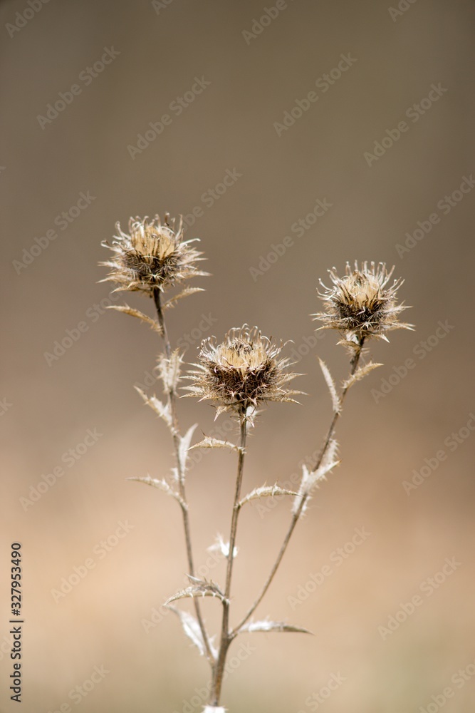Dry flower after winter thistle in spring.