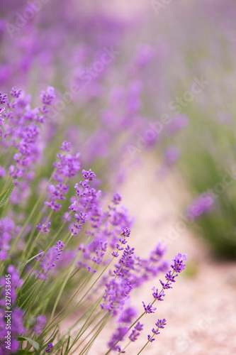 Lavender field over sunser sky. Beautiful image of lavender field closeup. Lavender flower field  image for natural background.